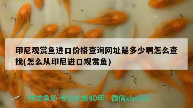 印尼觀賞魚進口價格查詢網(wǎng)址是多少啊怎么查找(怎么從印尼進口觀賞魚)