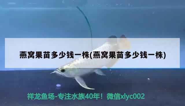 紅龍魚(yú)要用什么燈管（紅龍魚(yú)要用什么燈管好） 水族燈（魚(yú)缸燈） 第3張