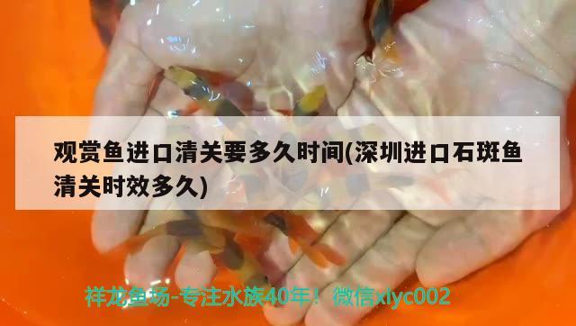 觀賞魚龍魚種類及名稱介紹(觀賞龍魚什么品種好) 祥禾Super Red紅龍魚 第2張