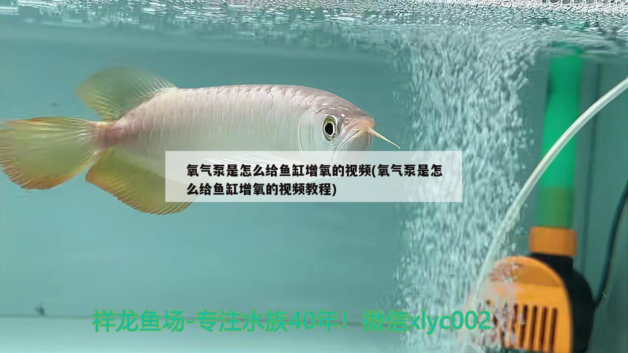 氧氣泵是怎么給魚缸增氧的視頻(氧氣泵是怎么給魚缸增氧的視頻教程)