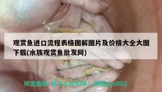 觀賞魚進口流程表格圖解圖片及價格大全大圖下載(水族觀賞魚批發(fā)網(wǎng))