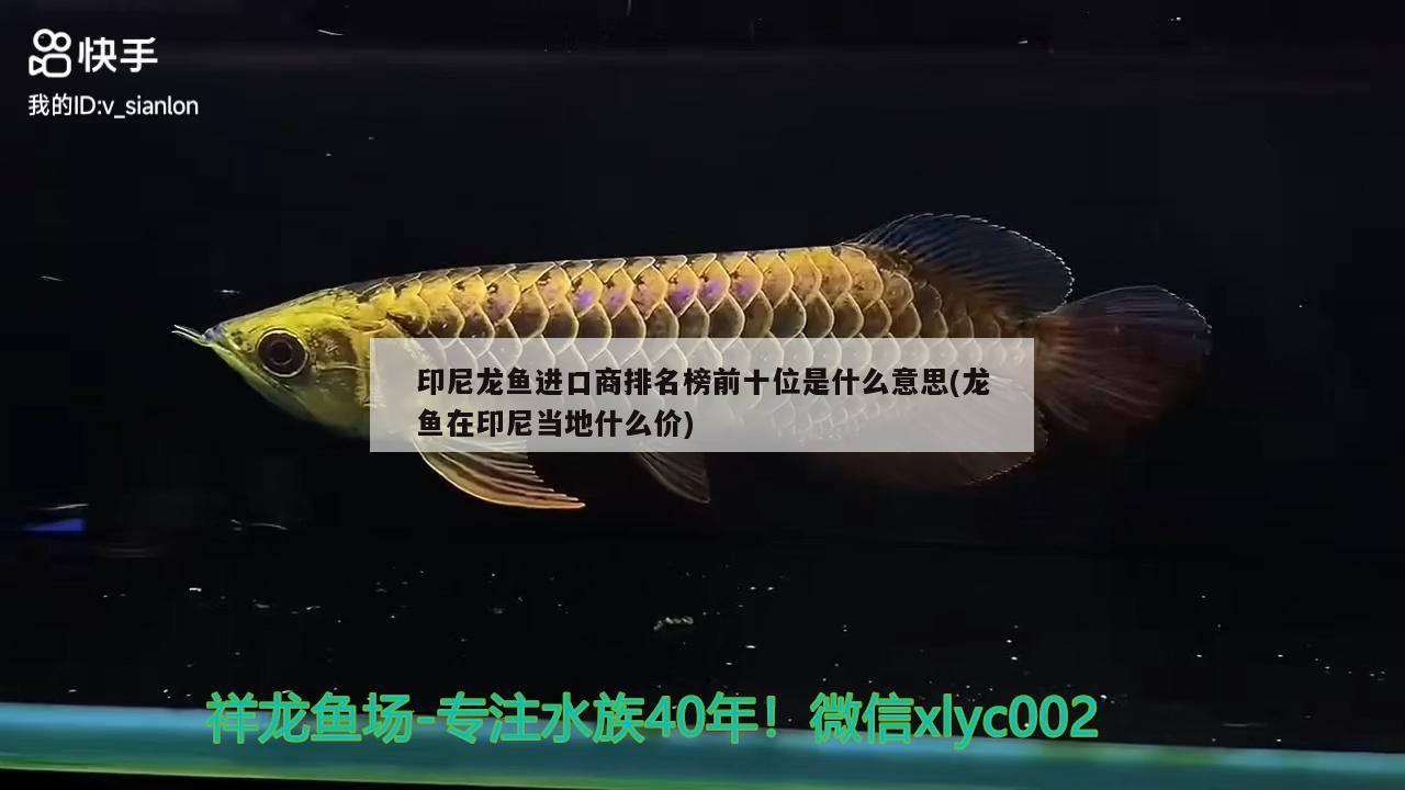 印尼龍魚進口商排名榜前十位是什么意思(龍魚在印尼當(dāng)?shù)厥裁磧r) 觀賞魚進出口