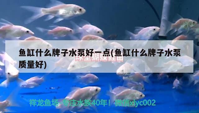 魚缸什么牌子水泵好一點(魚缸什么牌子水泵質(zhì)量好) 其他益生菌