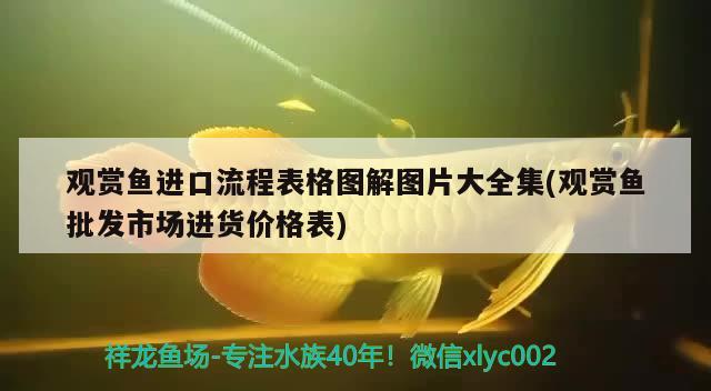 觀賞魚進口流程表格圖解圖片大全集(觀賞魚批發(fā)市場進貨價格表)