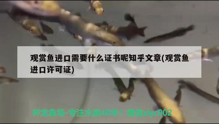 觀賞魚進口需要什么證書呢知乎文章(觀賞魚進口許可證) 觀賞魚進出口 第3張