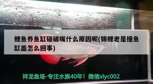 銀龍魚嘴部爛掉怎么辦，銀龍魚嘴巴前面爛掉怎么回事兒，銀龍魚嘴巴爛了能恢復(fù)嗎