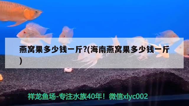 羅漢魚該怎么養(yǎng)，怎么養(yǎng)好羅漢魚