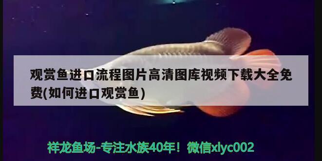 觀賞魚進(jìn)口流程圖片高清圖庫(kù)視頻下載大全免費(fèi)(如何進(jìn)口觀賞魚)