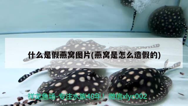 金龍魚怎么才變色呢視頻(金龍魚怎么發(fā)色成金黃) 觀賞魚進(jìn)出口