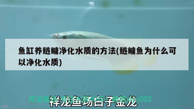 鹽城觀賞魚市場剛喂完蝦