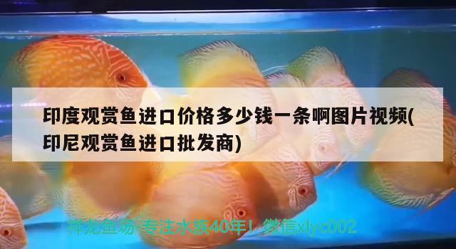 武進(jìn)高新區(qū)森羅水族用品店