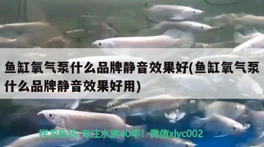 魚缸氧氣泵什么品牌靜音效果好(魚缸氧氣泵什么品牌靜音效果好用)