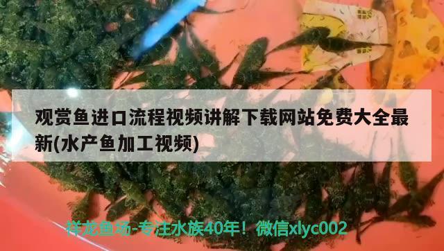 魚缸水大白怎么處理(魚缸水大白怎么處理最好) 觀賞魚 第1張