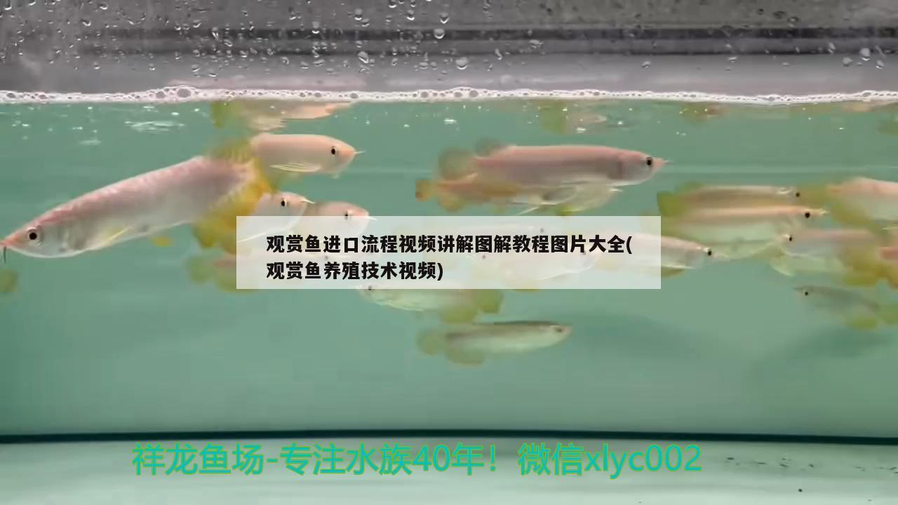 觀賞魚進(jìn)口流程視頻講解圖解教程圖片大全(觀賞魚養(yǎng)殖技術(shù)視頻) 觀賞魚進(jìn)出口