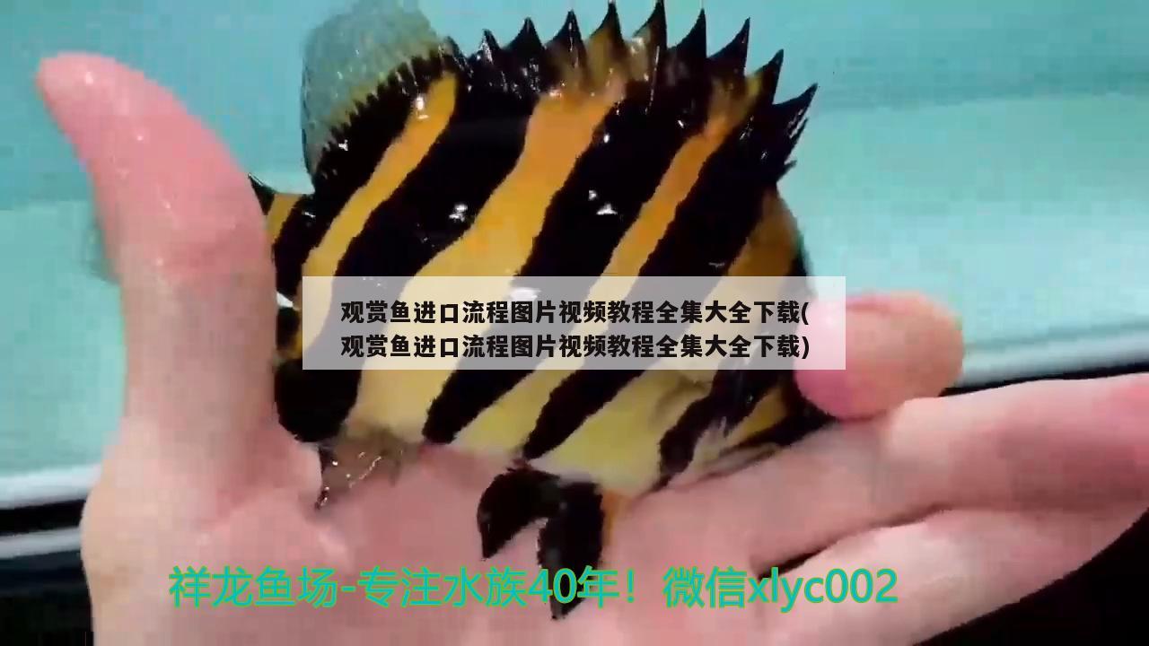 觀賞魚進(jìn)口流程圖片視頻教程全集大全下載(觀賞魚進(jìn)口流程圖片視頻教程全集大全下載) 觀賞魚進(jìn)出口