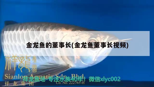 金龍魚的董事長(金龍魚董事長視頻)