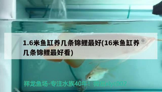 1.6米魚缸養(yǎng)幾條錦鯉最好(16米魚缸養(yǎng)幾條錦鯉最好看) 檸檬鯽