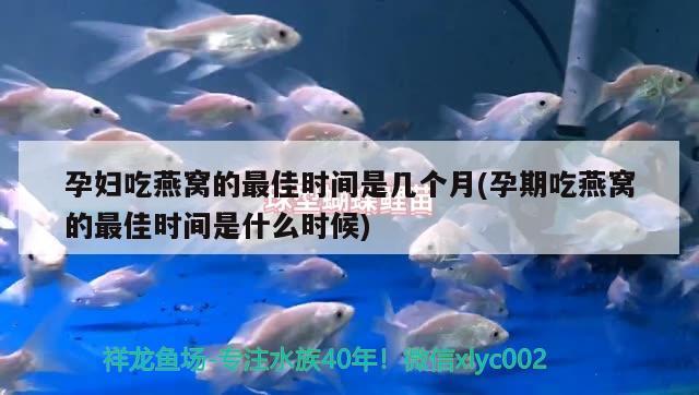 金龍魚的寓意和象征圖片大全(金龍魚蘊意)