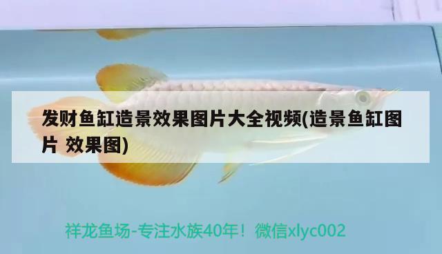 發(fā)財魚缸造景效果圖片大全視頻(造景魚缸圖片效果圖) 綠皮辣椒小紅龍