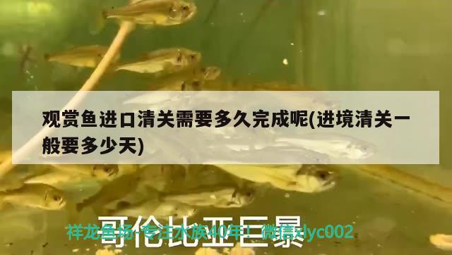 觀賞魚進口清關需要多久完成呢(進境清關一般要多少天)