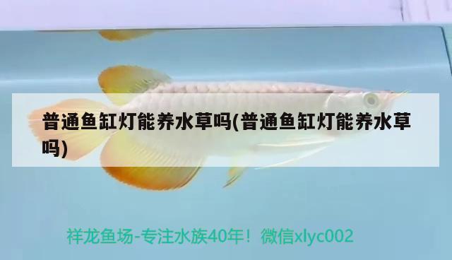 普通魚缸燈能養(yǎng)水草嗎(普通魚缸燈能養(yǎng)水草嗎) 水草