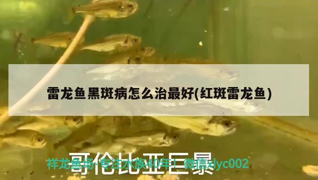 雷龍魚黑斑病怎么治最好(紅斑雷龍魚) 大日玉鯖魚