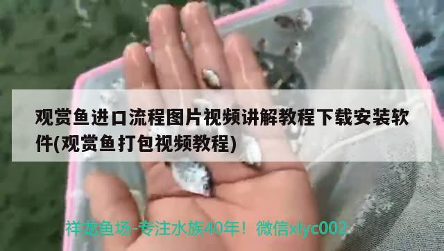 觀賞魚進(jìn)口流程圖片視頻講解教程下載安裝軟件(觀賞魚打包視頻教程) 觀賞魚進(jìn)出口