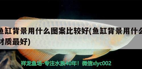 女王大帆魚苗（女王大帆魚多大尺寸可以分公母） B級過背金龍魚