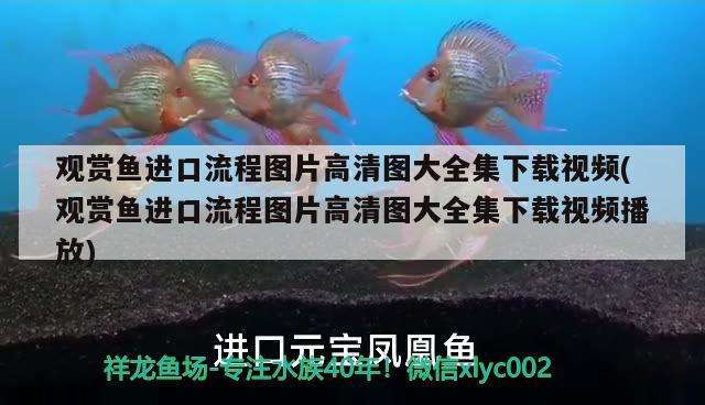 觀賞魚進(jìn)口流程圖片高清圖大全集下載視頻(觀賞魚進(jìn)口流程圖片高清圖大全集下載視頻播放) 觀賞魚進(jìn)出口