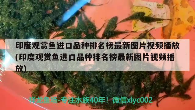 印度觀賞魚進口品種排名榜最新圖片視頻播放(印度觀賞魚進口品種排名榜最新圖片視頻播放) 觀賞魚進出口