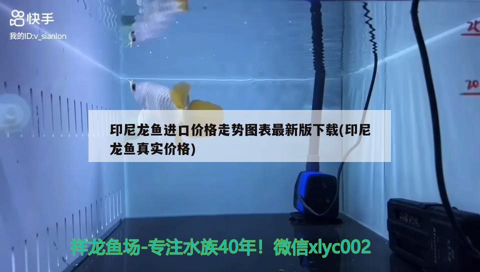 印尼龍魚進口價格走勢圖表最新版下載(印尼龍魚真實價格) 觀賞魚進出口