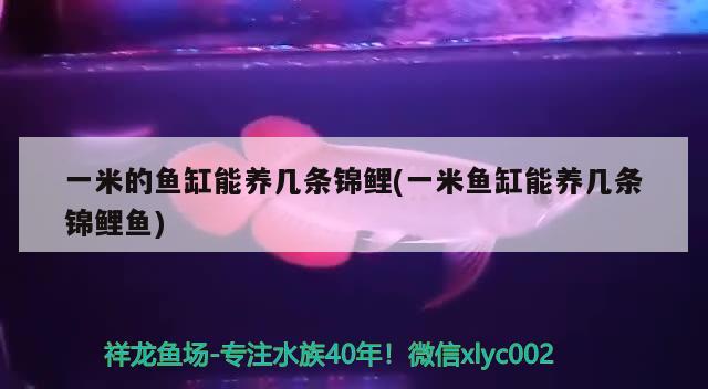 一米的魚缸能養(yǎng)幾條錦鯉(一米魚缸能養(yǎng)幾條錦鯉魚) 稀有紅龍品種