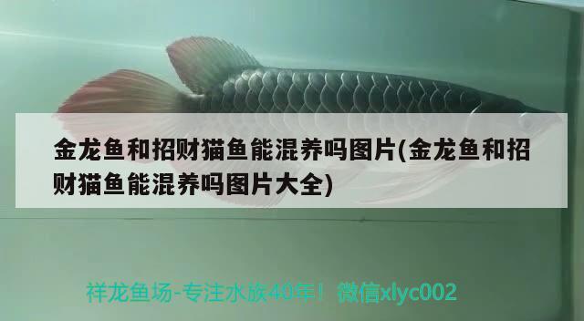 選擇一米魚(yú)缸多厚玻璃好用及一米魚(yú)缸多厚玻璃好用呢，一米魚(yú)缸多厚玻璃好用一米魚(yú)缸多厚玻璃好用呢