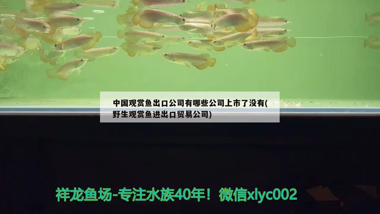 中國觀賞魚出口公司有哪些公司上市了沒有(野生觀賞魚進出口貿(mào)易公司) 觀賞魚進出口