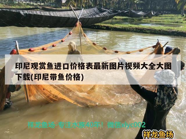 印尼觀賞魚(yú)進(jìn)口價(jià)格表最新圖片視頻大全大圖下載(印尼帶魚(yú)價(jià)格)