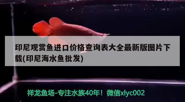 印尼觀賞魚進口價格查詢表大全最新版圖片下載(印尼海水魚批發(fā))