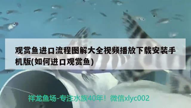 觀賞魚進口流程圖解大全視頻播放下載安裝手機版(如何進口觀賞魚) 觀賞魚進出口