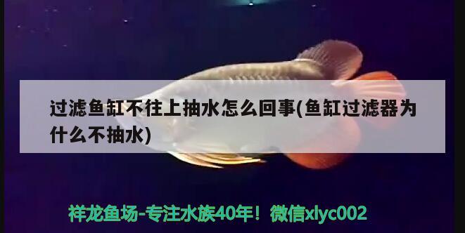 木頭做的魚缸怎么防水的視頻(木板做魚缸怎么做防水)