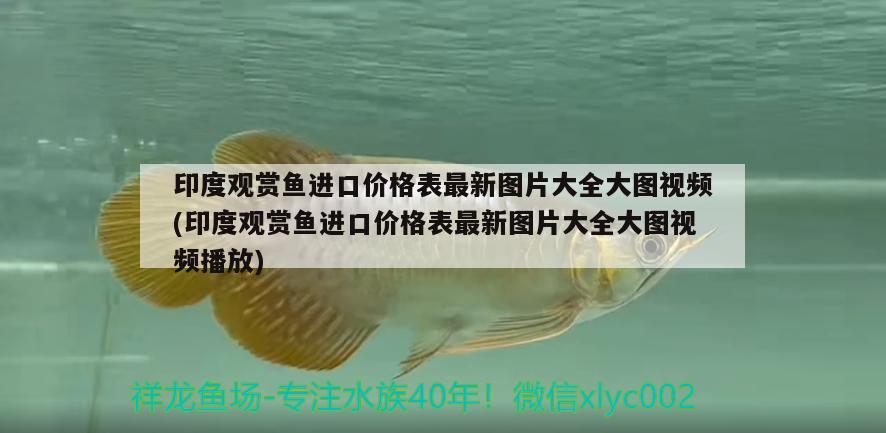 上海觀賞魚進(jìn)口商家有哪些公司在做生意的(上海觀賞魚進(jìn)口商家有哪些公司在做生意的) 觀賞魚進(jìn)出口