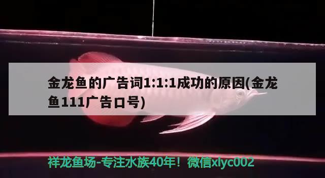 造一艘航母需要多少錢，一艘航母一年光維修保養(yǎng)化多少錢 觀賞魚 第1張