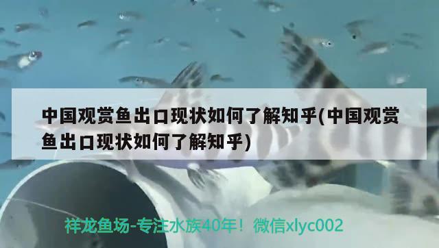 中國(guó)觀賞魚出口現(xiàn)狀如何了解知乎(中國(guó)觀賞魚出口現(xiàn)狀如何了解知乎)