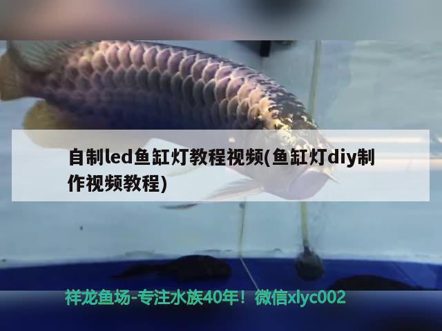 自制led魚缸燈教程視頻(魚缸燈diy制作視頻教程) 黃吉金龍（白子金龍魚）