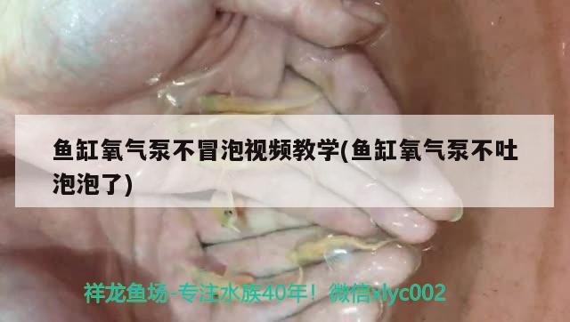 魚缸氧氣泵不冒泡視頻教學(xué)(魚缸氧氣泵不吐泡泡了)