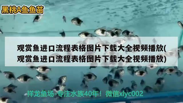 觀賞魚進口流程表格圖片下載大全視頻播放(觀賞魚進口流程表格圖片下載大全視頻播放) 觀賞魚進出口