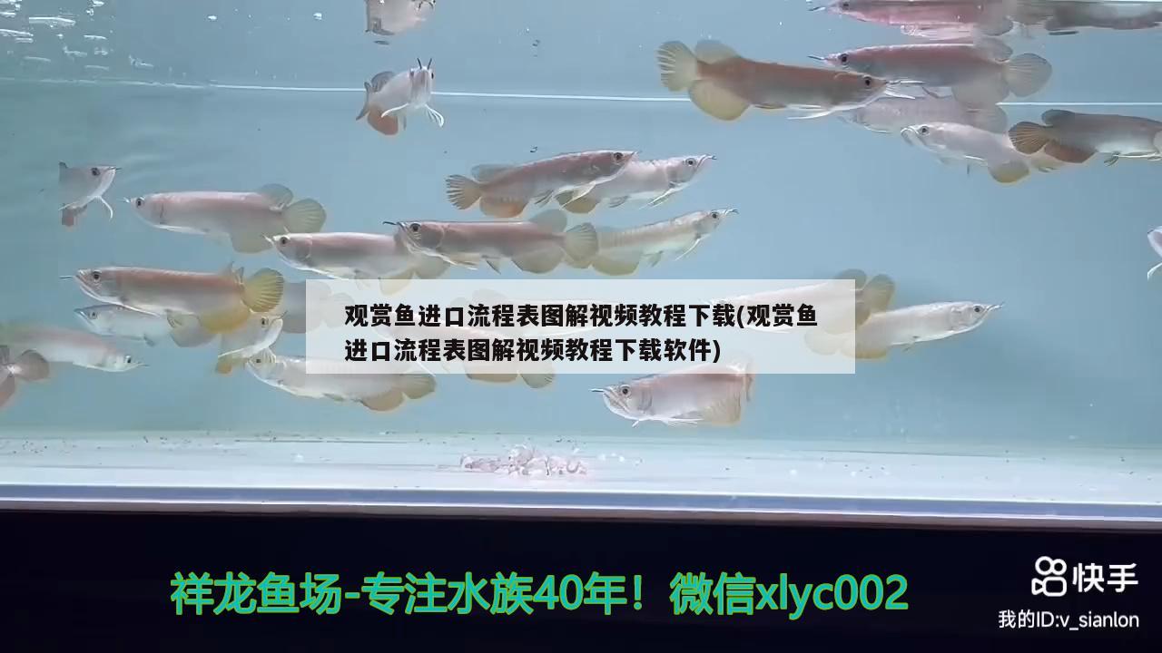 觀賞魚進口流程表圖解視頻教程下載(觀賞魚進口流程表圖解視頻教程下載軟件) 觀賞魚進出口