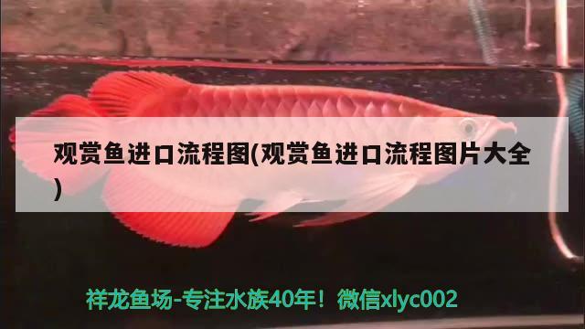 觀賞魚進(jìn)口流程圖(觀賞魚進(jìn)口流程圖片大全)