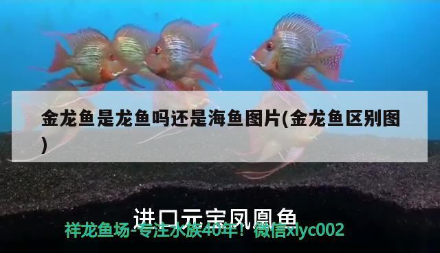 金龍魚是龍魚嗎還是海魚圖片(金龍魚區(qū)別圖) 金三間魚