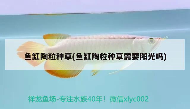 魚缸陶粒種草(魚缸陶粒種草需要陽(yáng)光嗎)