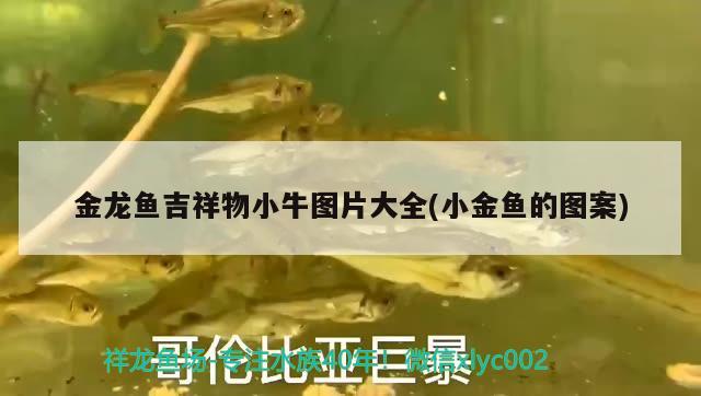 金龍魚吉祥物小牛圖片大全(小金魚的圖案) 過背金龍魚