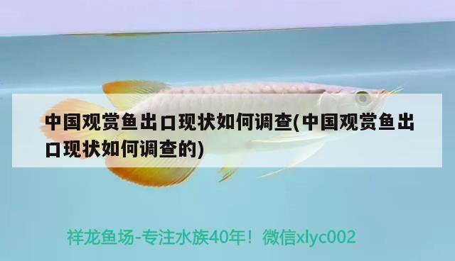 中國觀賞魚出口現(xiàn)狀如何調查(中國觀賞魚出口現(xiàn)狀如何調查的) 觀賞魚進出口